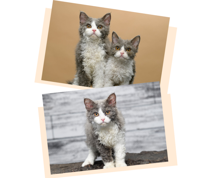 cats